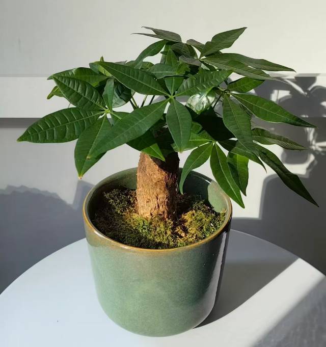 发财树